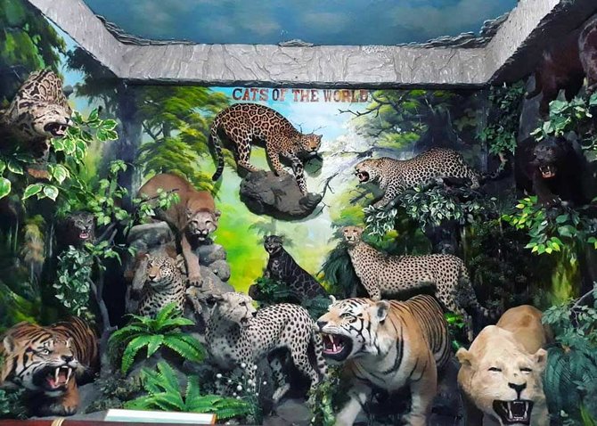 Medan Tour: A Wildlife Safari in North Sumatra